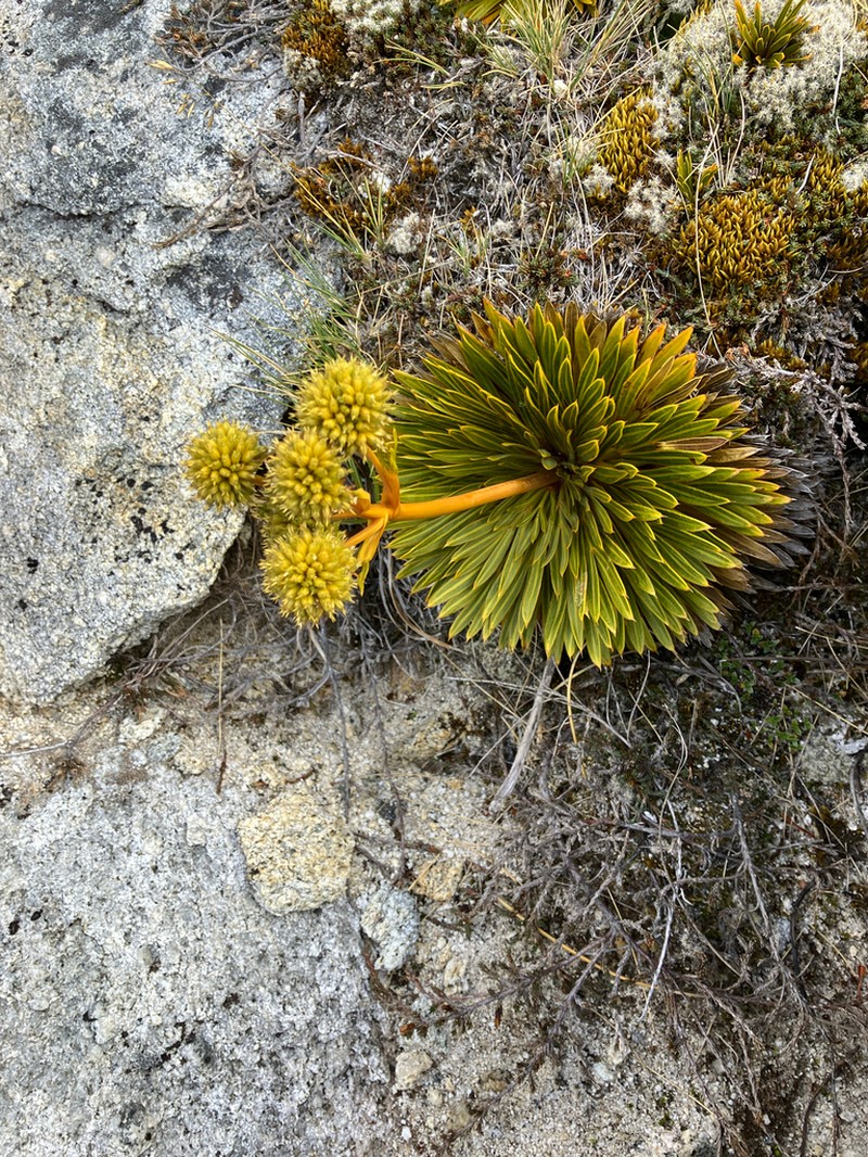 Aciphylla crosby-smithii photo 7