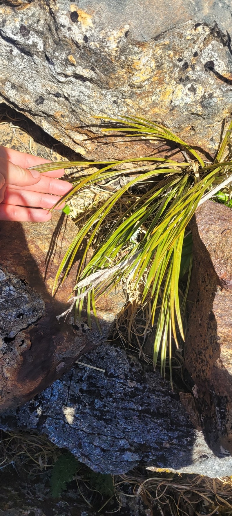 Aciphylla cuthbertiana