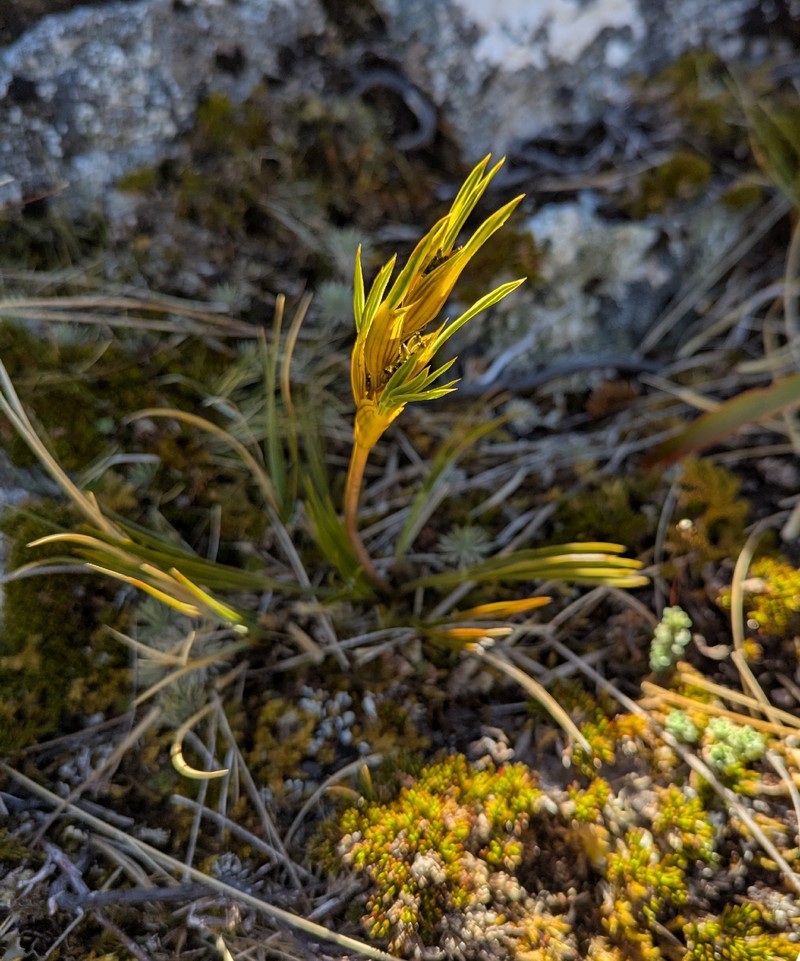 Aciphylla cuthbertiana photo 3