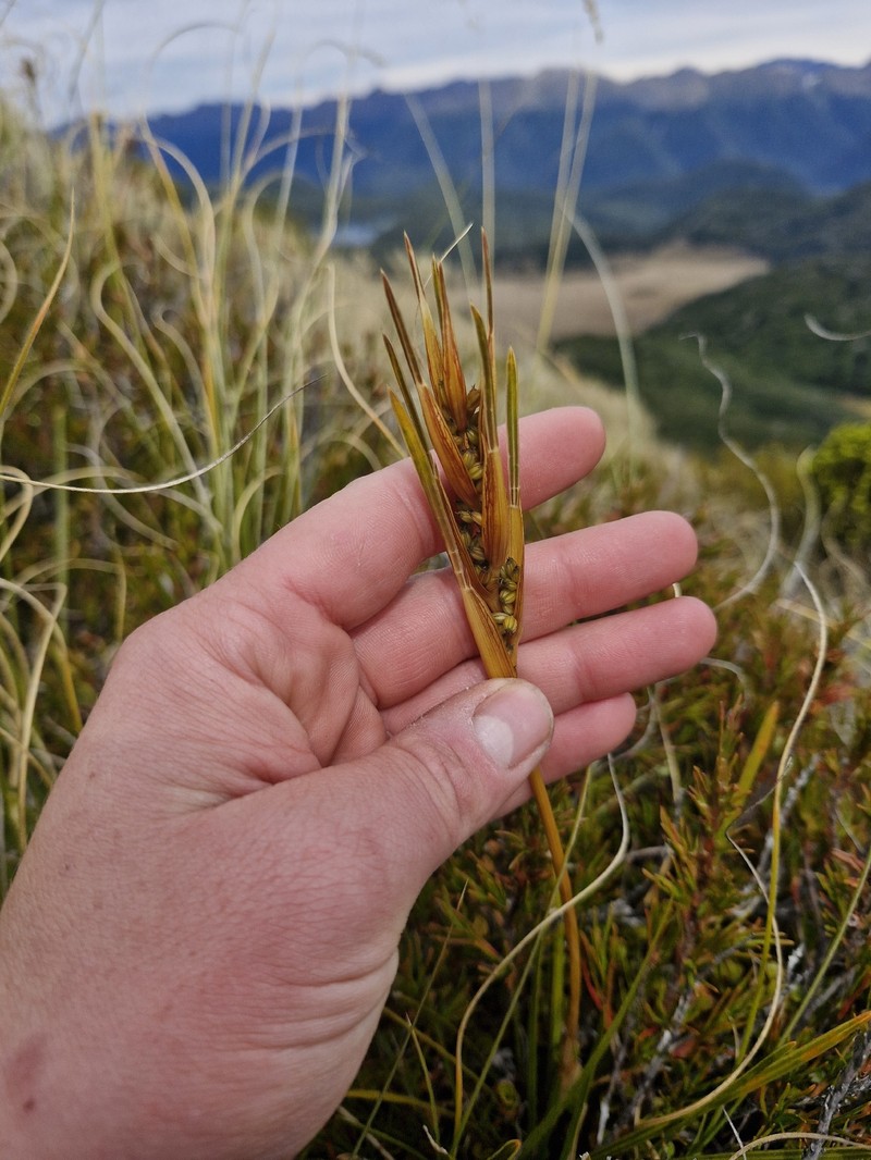 Aciphylla cuthbertiana photo 4