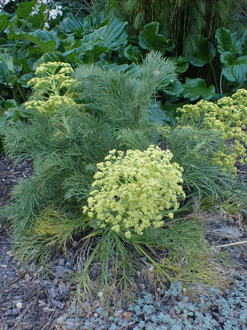 Aciphylla dieffenbachii