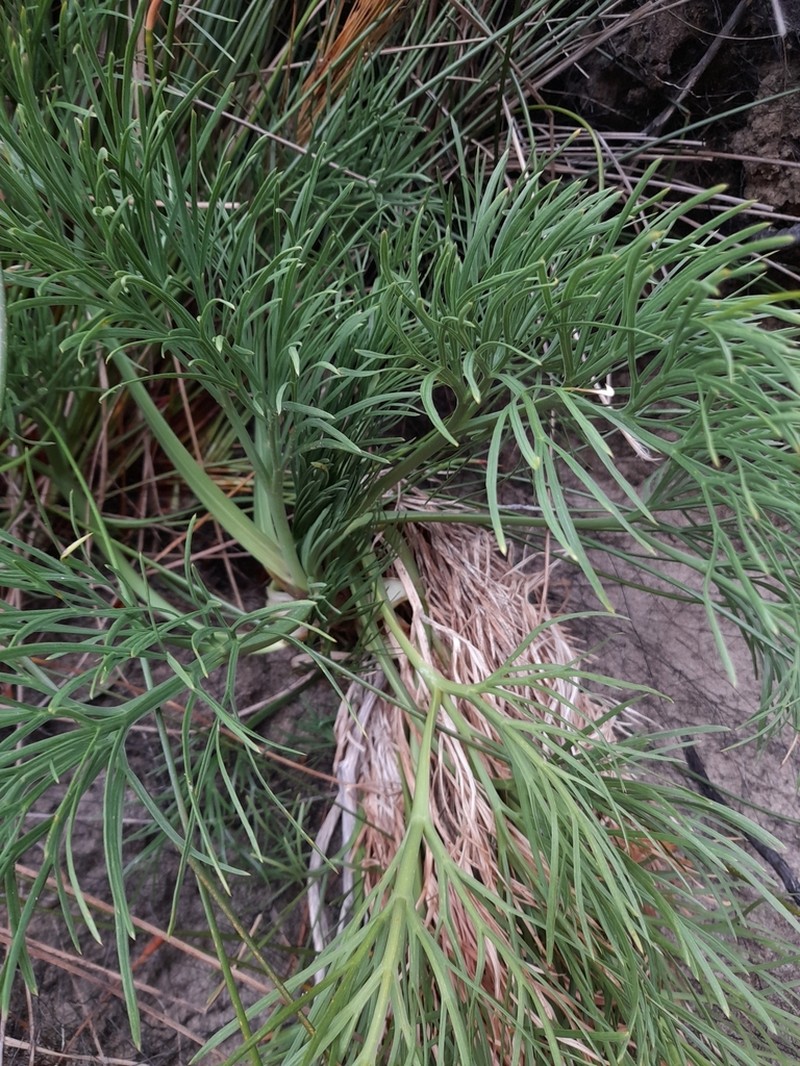 Aciphylla dieffenbachii photo 2
