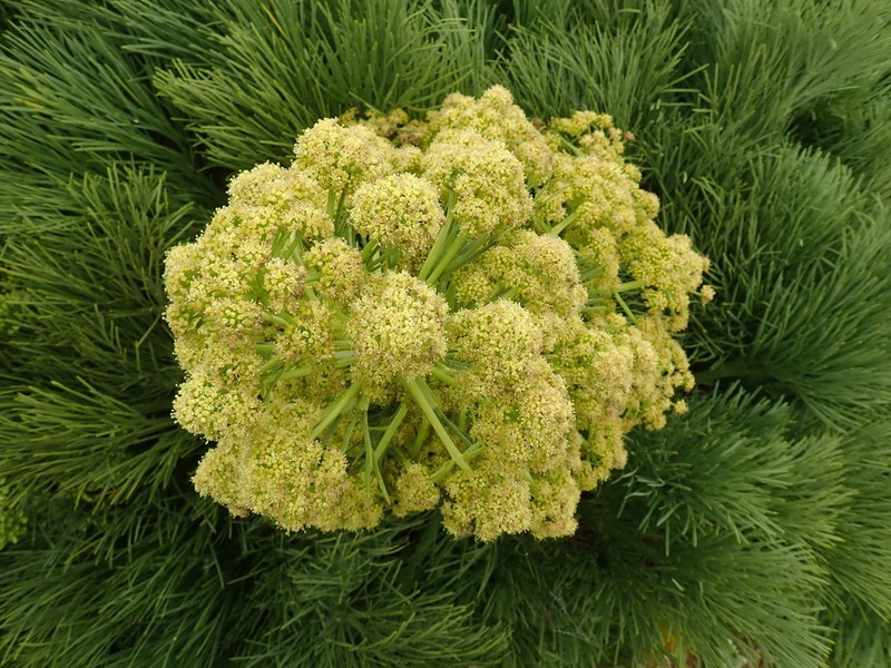 Aciphylla dieffenbachii photo 3