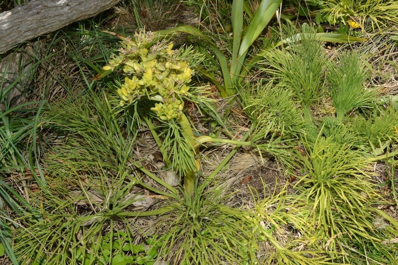 Aciphylla dieffenbachii photo 4