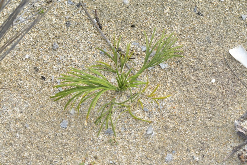Aciphylla dieffenbachii photo 5