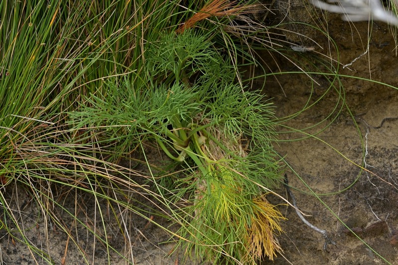 Aciphylla dieffenbachii photo 6