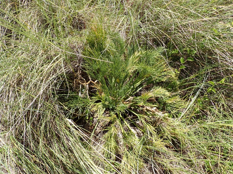 Aciphylla dieffenbachii photo 7