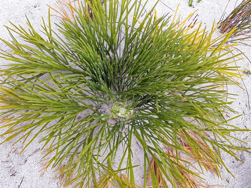 Aciphylla dieffenbachii photo 8