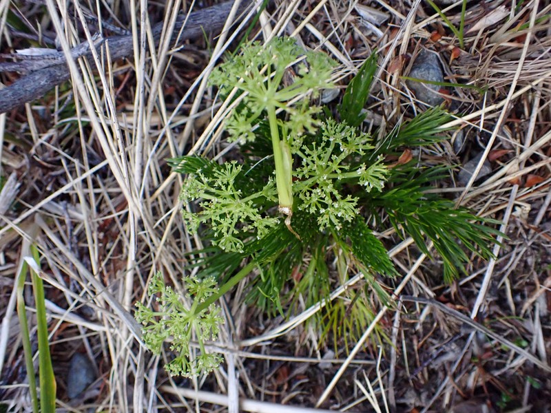 Aciphylla dissecta photo 2