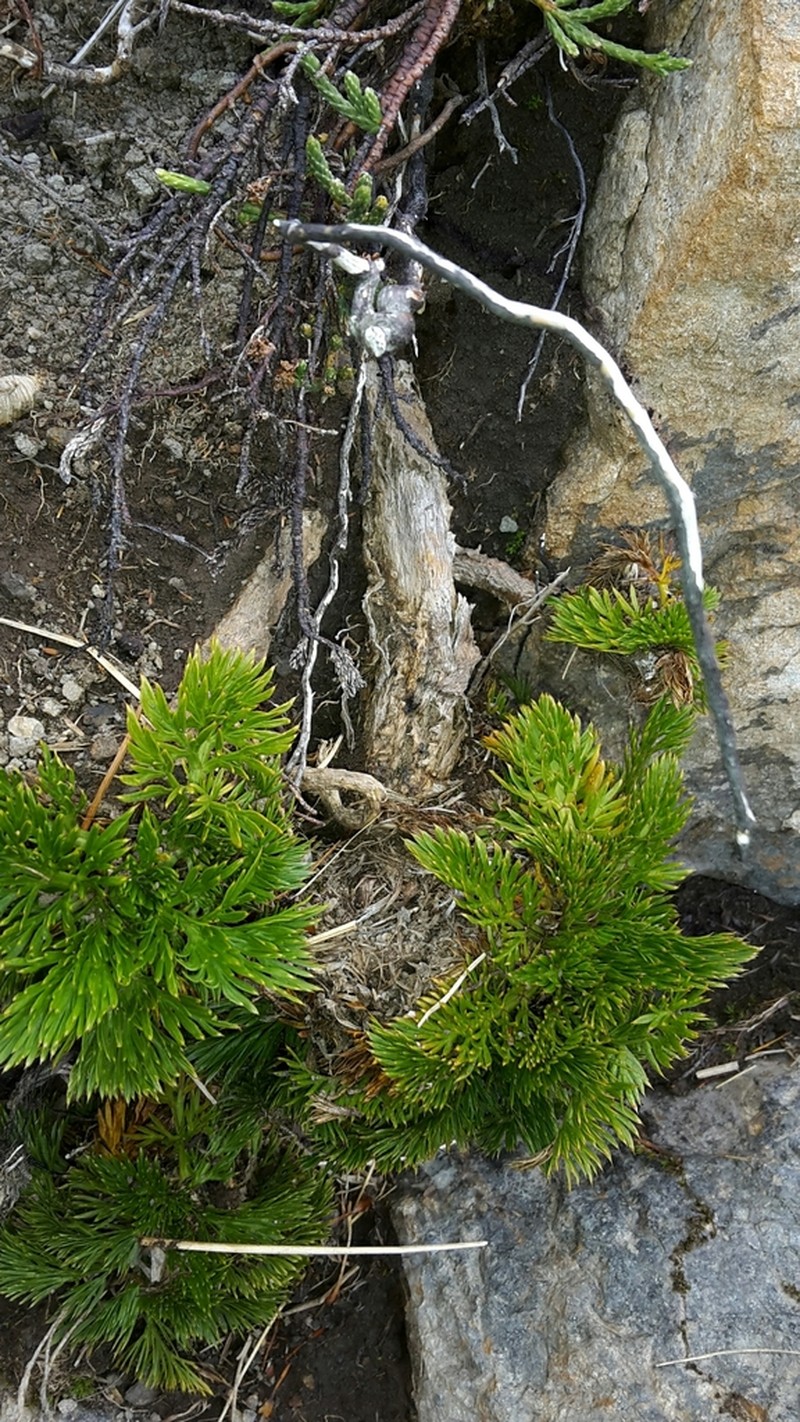 Aciphylla dissecta photo 3