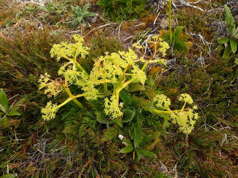 Aciphylla dissecta photo 5