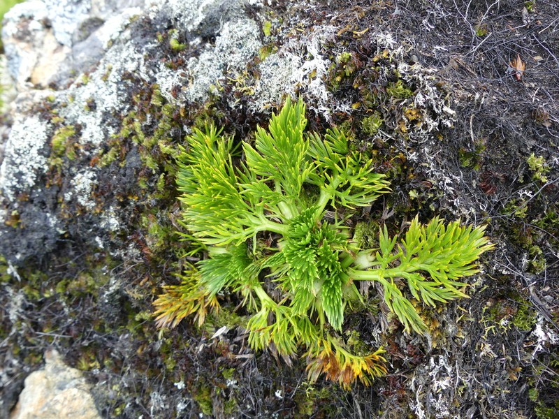 Aciphylla dissecta photo 6