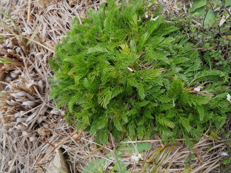 Aciphylla dissecta photo 7
