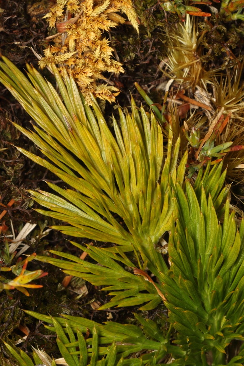 Aciphylla dissecta photo 8