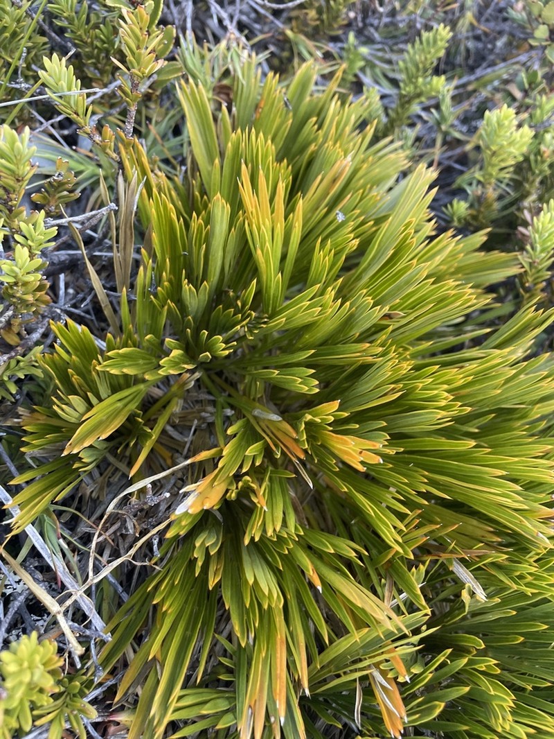 Aciphylla divisa