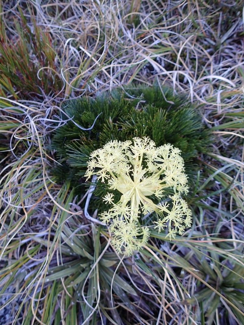 Aciphylla divisa photo 2