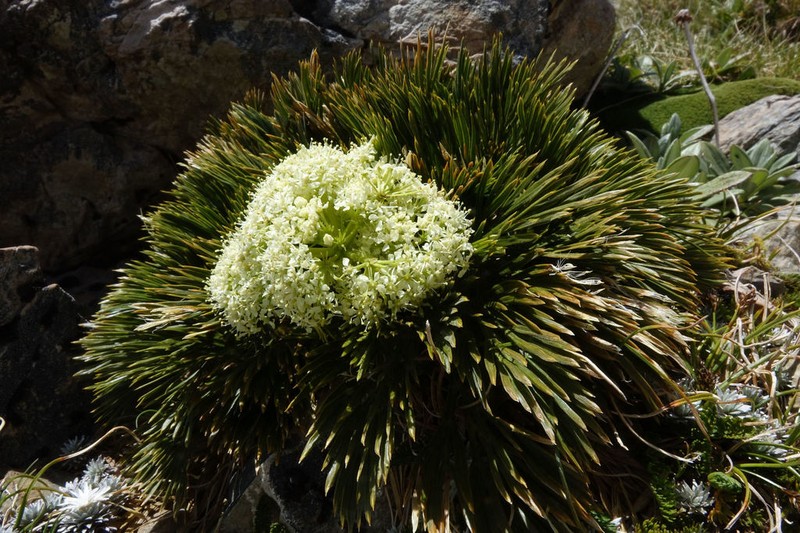 Aciphylla divisa photo 3