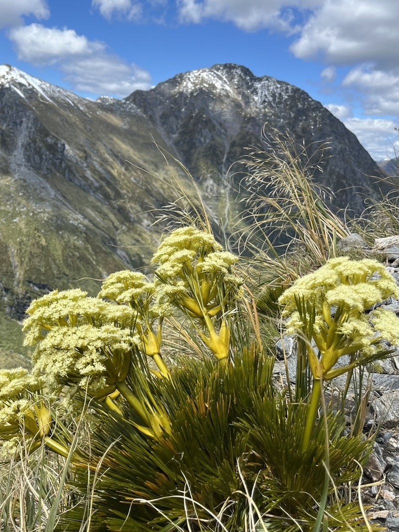 Aciphylla divisa photo 4