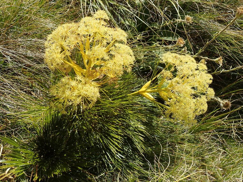 Aciphylla divisa photo 5
