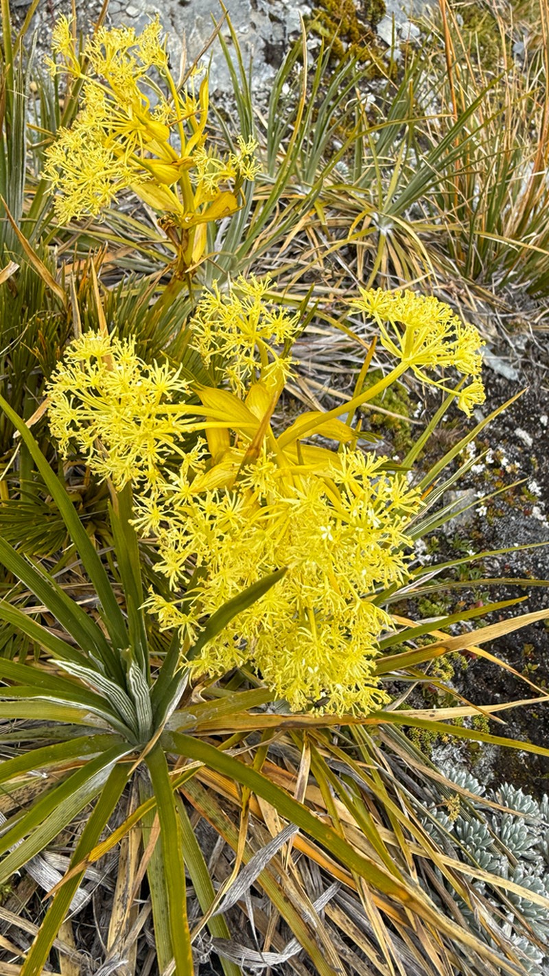 Aciphylla divisa photo 6