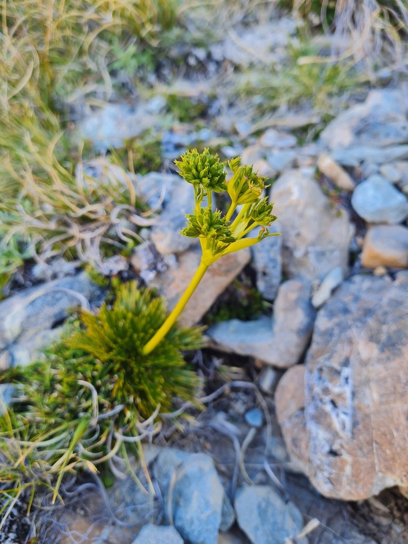 Aciphylla divisa photo 7