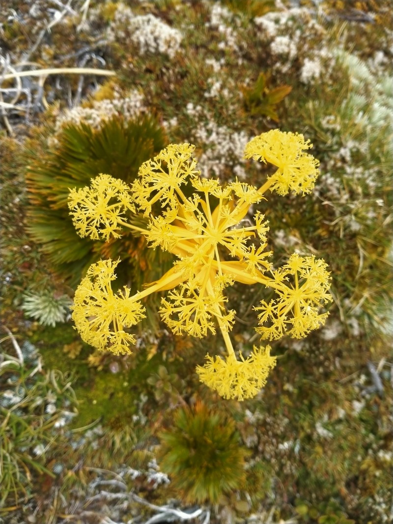 Aciphylla divisa photo 8