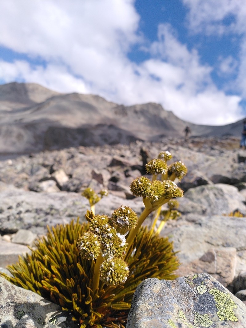 Aciphylla dobsonii