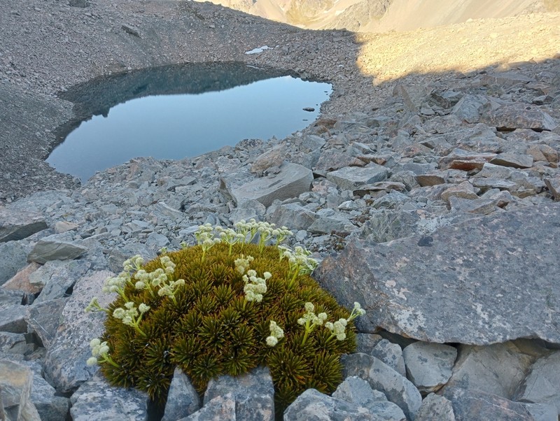 Aciphylla dobsonii photo 2