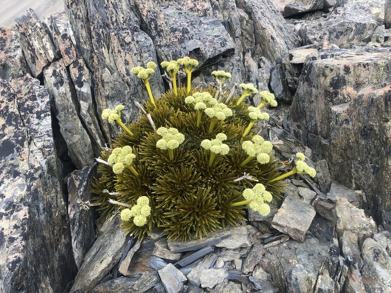 Aciphylla dobsonii photo 3