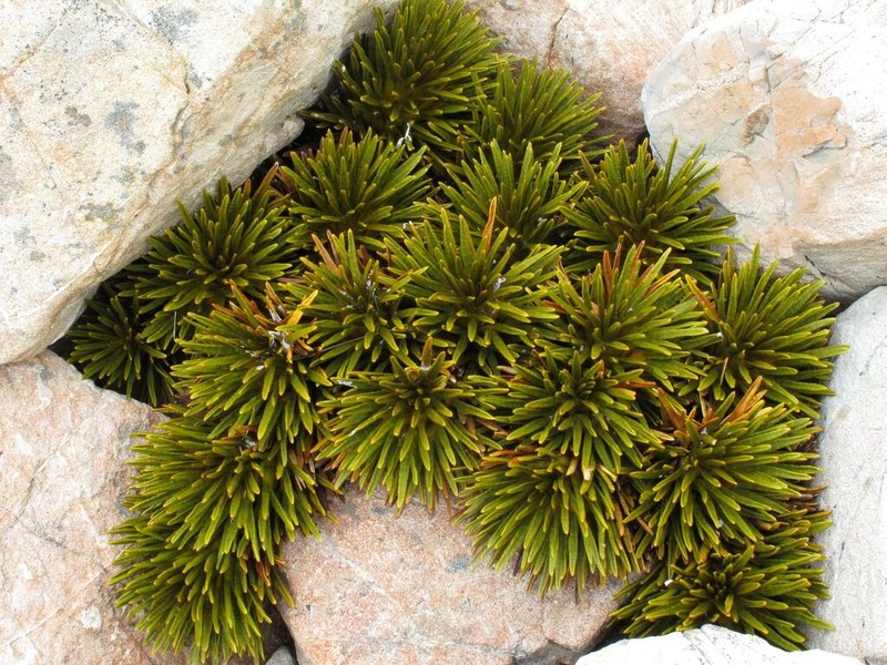 Aciphylla dobsonii photo 4