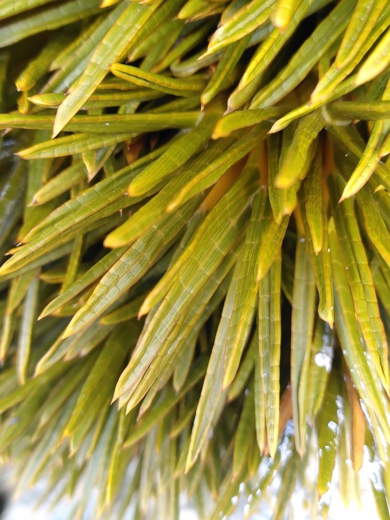 Aciphylla dobsonii photo 6