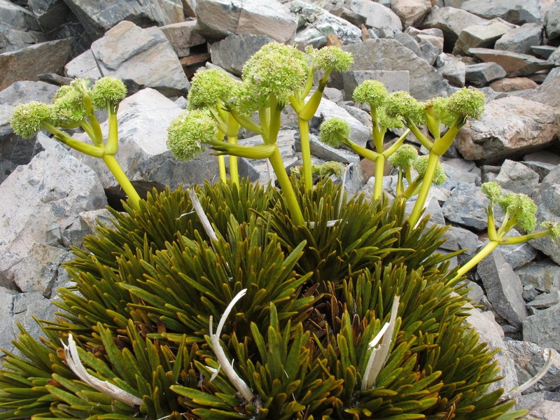 Aciphylla dobsonii photo 7