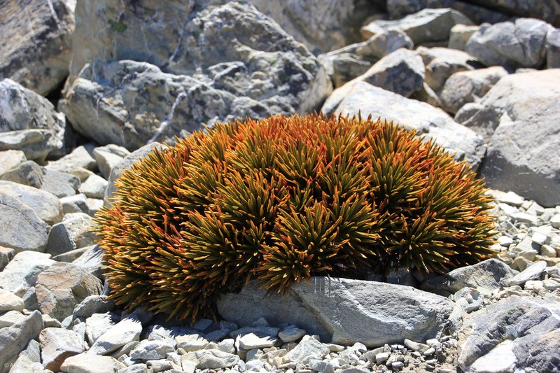 Aciphylla dobsonii photo 8