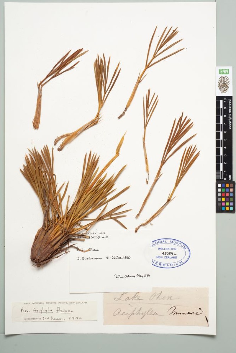 Aciphylla flexuosa