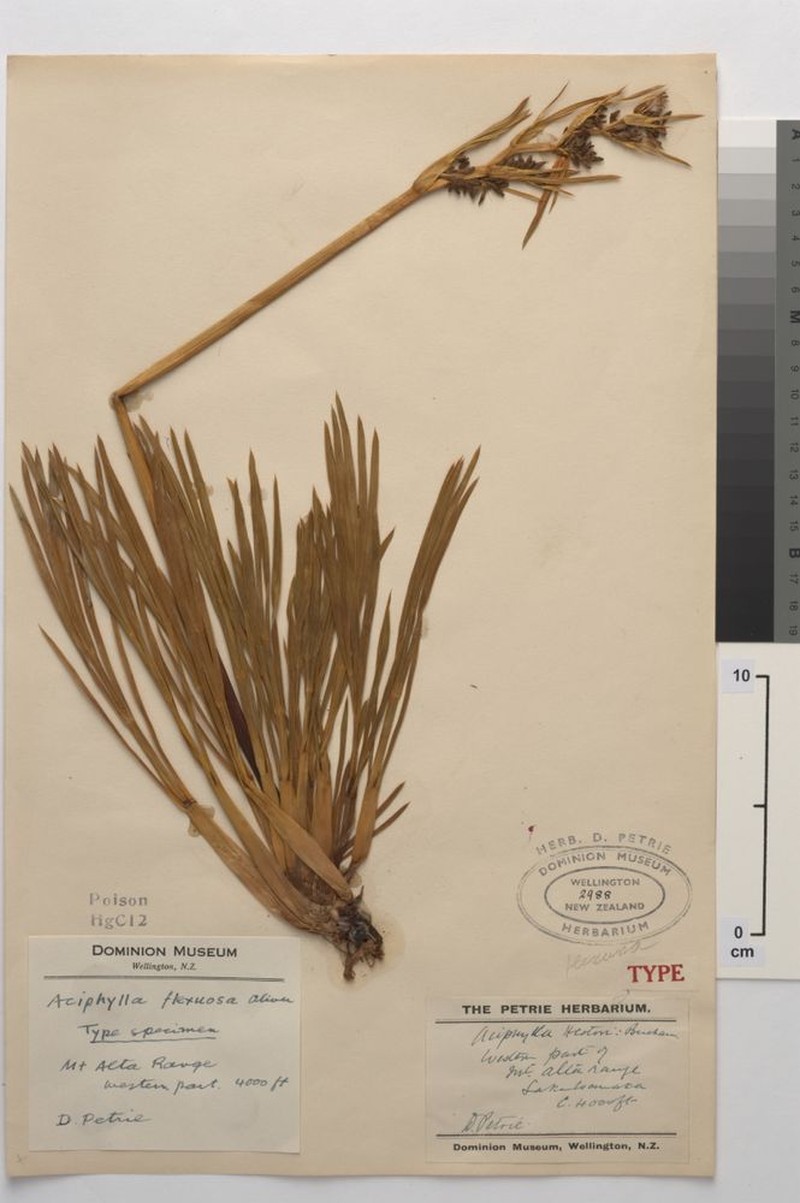 Aciphylla flexuosa photo 3