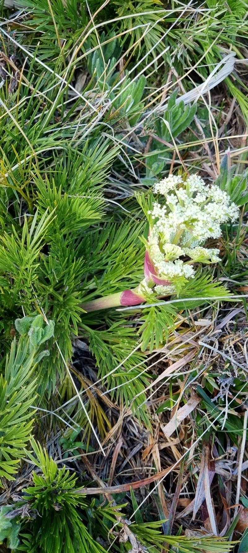 Aciphylla glacialis photo 2