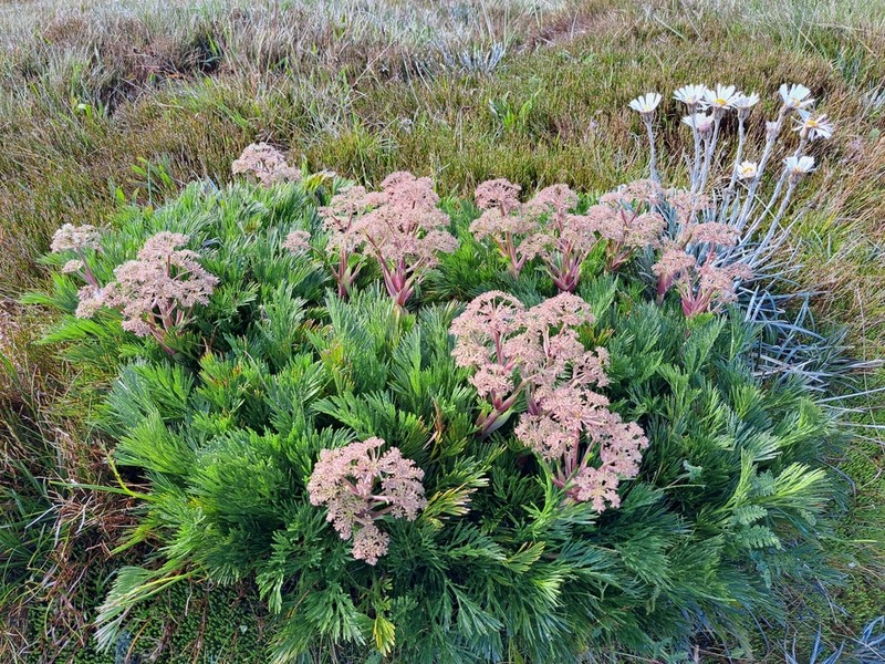 Aciphylla glacialis photo 3