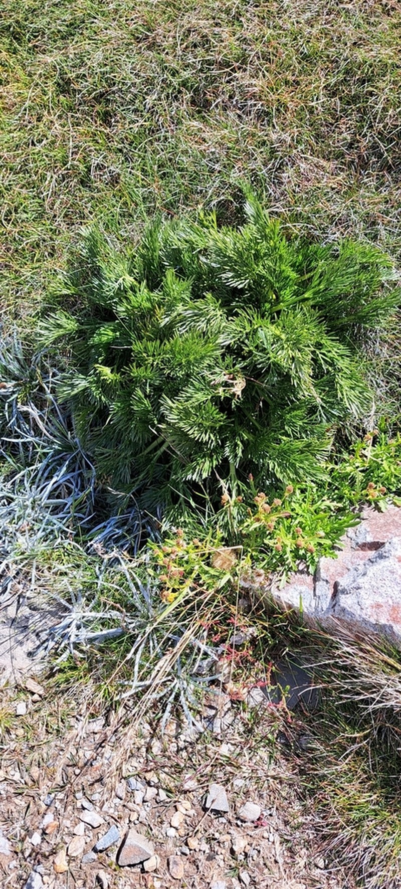 Aciphylla glacialis photo 4