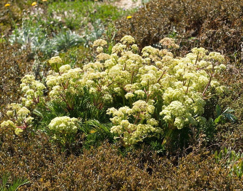 Aciphylla glacialis photo 5