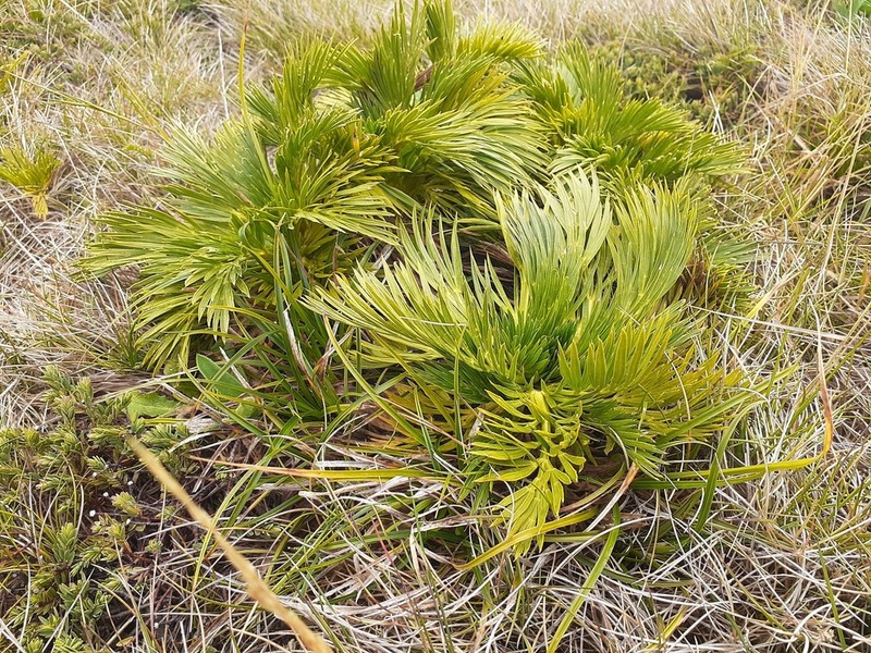 Aciphylla glacialis photo 6