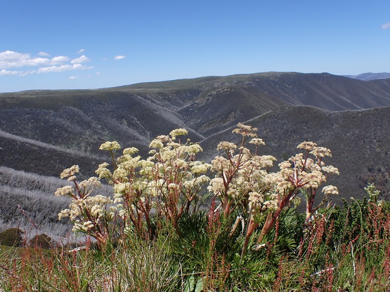 Aciphylla glacialis photo 7