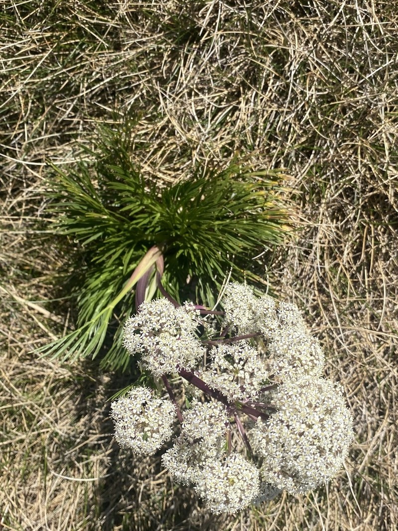Aciphylla glacialis photo 8