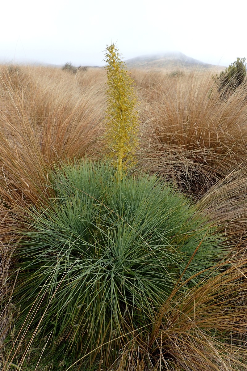 Aciphylla glaucescens