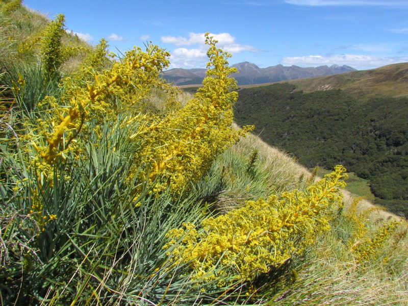 Aciphylla glaucescens photo 2