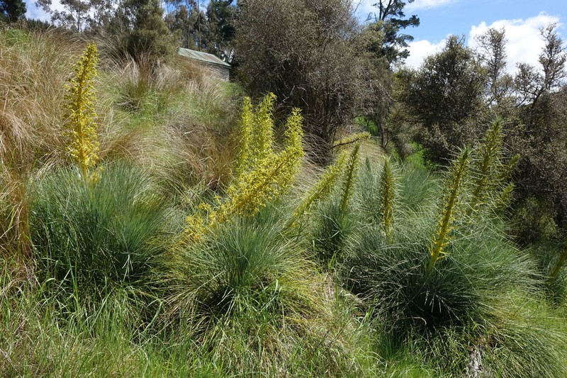 Aciphylla glaucescens photo 3
