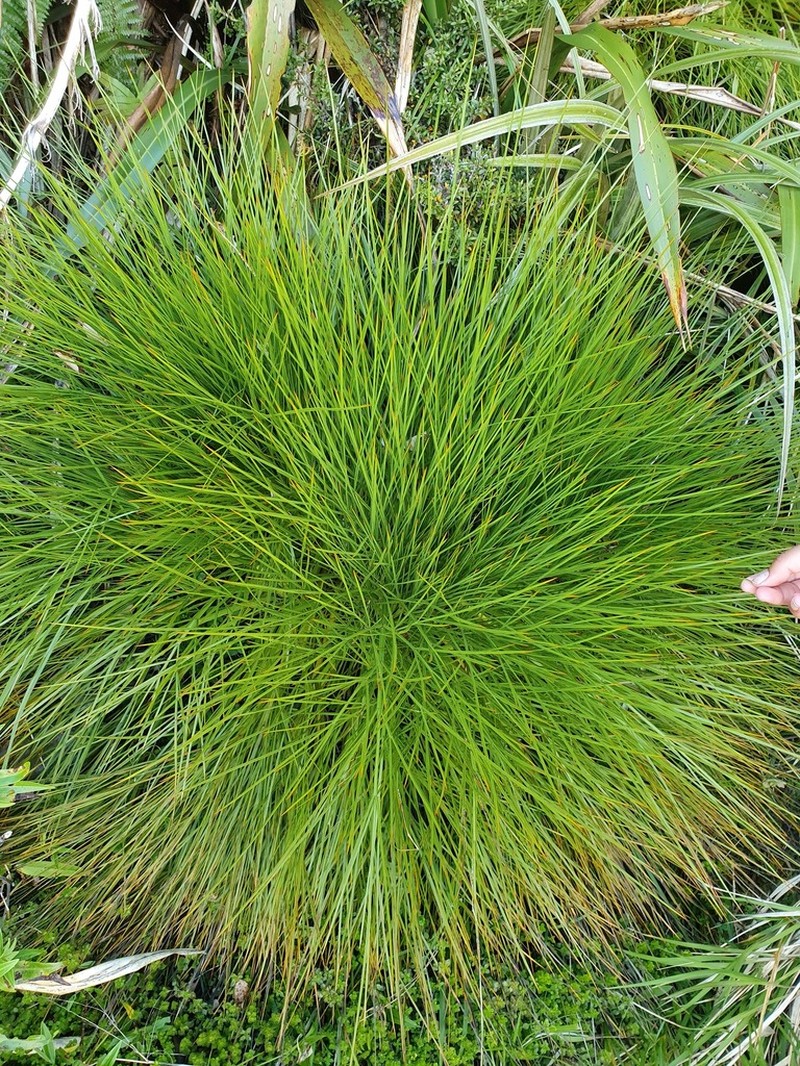 Aciphylla glaucescens photo 4