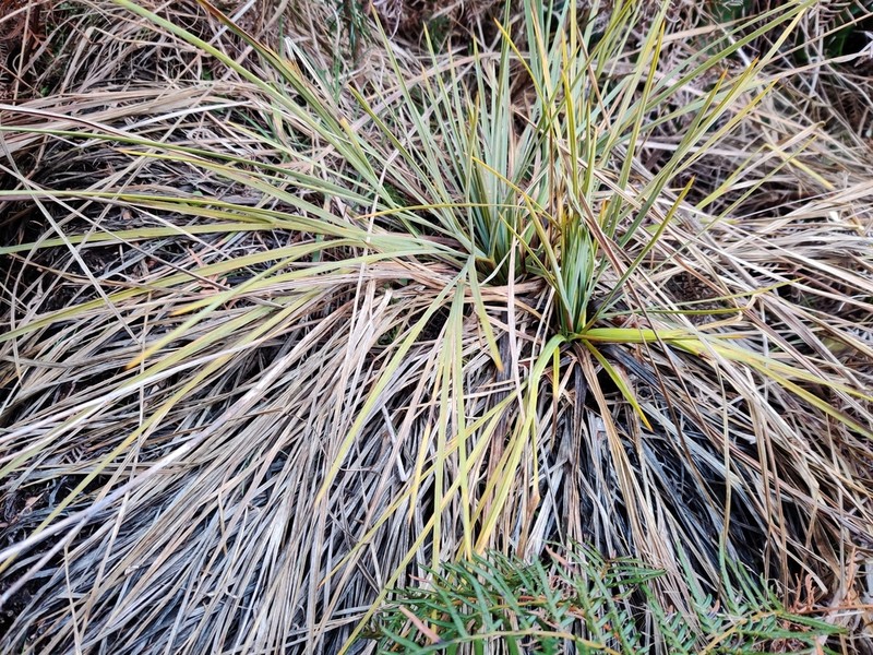 Aciphylla glaucescens photo 5