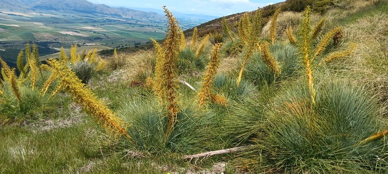 Aciphylla glaucescens photo 6