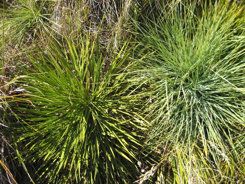 Aciphylla glaucescens photo 7