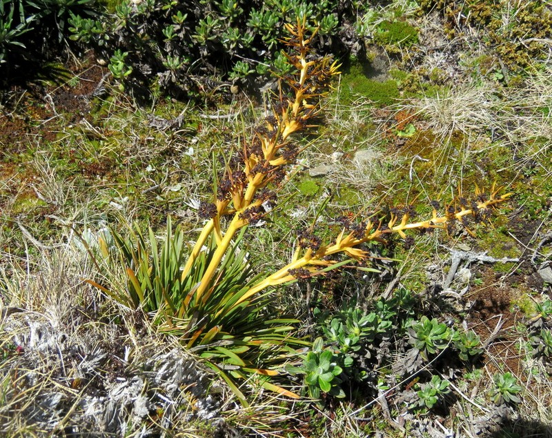 Aciphylla hectori photo 2